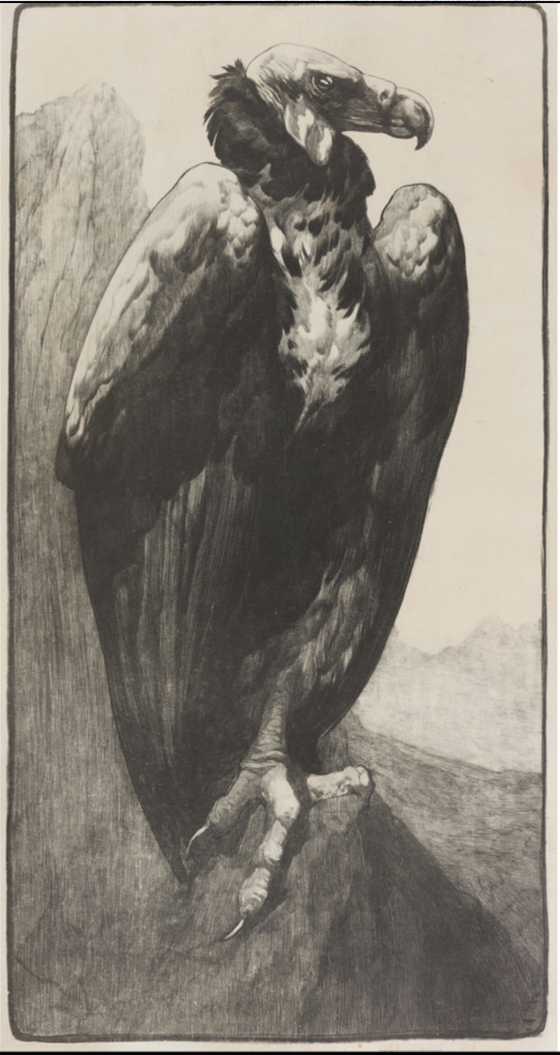 Vautour chauve. C 1910